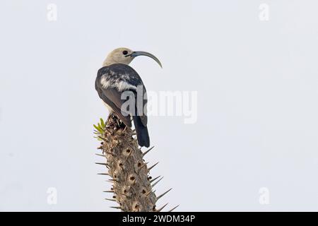 Sickle-billed Vanga, Ifaty spiny forest reserve, Madagascar, November 2023 Stock Photo