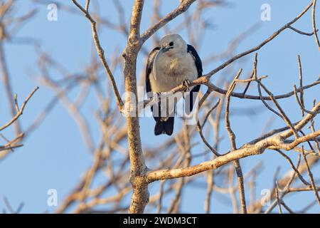 Sickle-billed Vanga, Ifaty spiny forest reserve, Madagascar, November 2023 Stock Photo