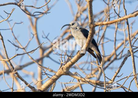 Sickle-billed Vanga, Ifaty spiny forest reserve, Madagascar, November 2023 Stock Photo