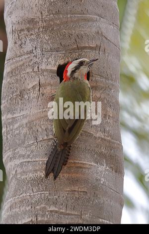 Cuban Green Woodpecker at nesting hole in a tree, Cuba. Stock Photo