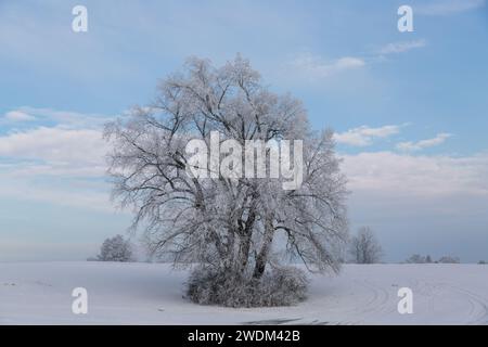 Alter Baum, bedeckt mit Schnee und Eis im Januar 2024 bei Grüningen in Hessen, Deutschland, Wintertag Stock Photo