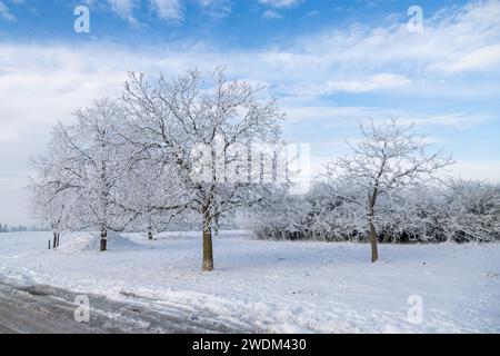 Alter Baum, bedeckt mit Schnee und Eis im Januar 2024 bei Grüningen in Hessen, Deutschland, Wintertag Stock Photo