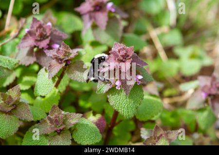 Purple Dead Nettle (Lamium purpureum), an early blooming weed that is easily foraged, edible, medicinal, and an important food source for pollinators. Stock Photo