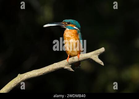 Common kingfisher (Alcedo atthis) perched on a branch with a fish in its beak set against a dark background Stock Photo