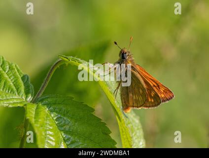 A detailed shot of a Large Skipper Butterfly , settled on a leaf. Side on showing the beautiful patterns on the underside of it's wings. Suffolk, UK Stock Photo
