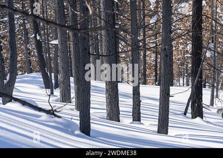 Burnt trees months after large wildfire in forest with snow. Stock Photo