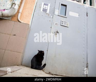 Sochi, Russia - February 12, 2023: Black cat sits at the entrance door Stock Photo