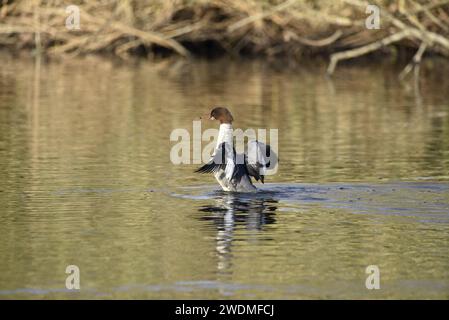 Left and Rear View of Female Goosander (Mergus merganser) Standing Upright on a Shallow Lake with Wings Open, taken in Winter in the UK Stock Photo