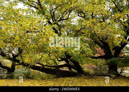 Robinia Pseudoacacia tree with autumn colours by a lake in Parco Sempione gardens and park, Milan, Milano, Italy Stock Photo