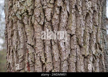 Oak trunk bark in German forest without foreground. Stock Photo