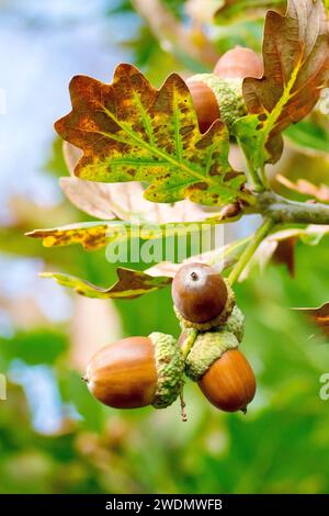 English Oak or Pedunculate Oak (quercus robur), close up showing several ripe acorns or fruits hanging from a branch of a tree in the autumn. Stock Photo