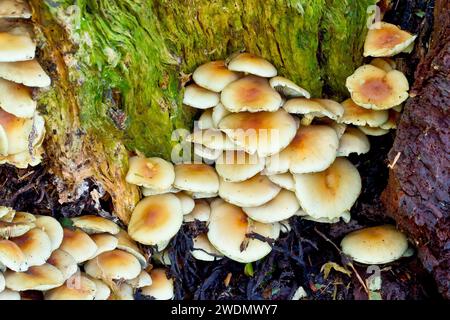 Sulphur tuft fungi growing inside a Birch log Stock Photo - Alamy
