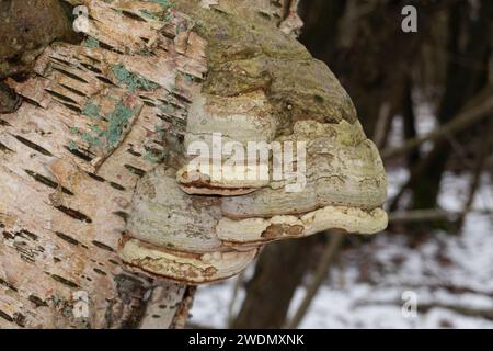 Fruiting bodies of Tinder fungus on the bark of a dead Birch Stock Photo