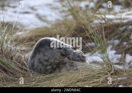A Grey Seal pup pictured in the sand dunes on the coastal footpath from Winterton on Sea to Horsey Gap, Norfolk, UK Stock Photo
