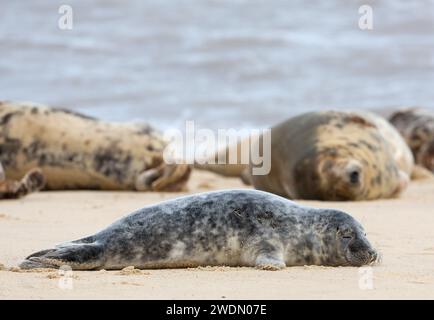 A Grey Seal pup resting amonght the seal colony on the beach at Horsey Gap, Norfolk, UK Stock Photo