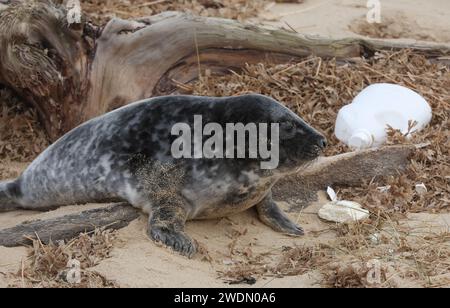 A Grey Seal pup amongst washed up plastic waste from the North Sea on the beach at Horsey Gap in Norfolk, UK Stock Photo