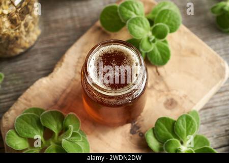 A jar of homemade Plectranthus amboinicus syrup for common cold, with fresh plant Stock Photo