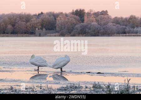 A Pair of Mute Swans (Cygnus Olor) Standing Preening on the Ice on the Frozen Loch of Skene at Daybreak Stock Photo