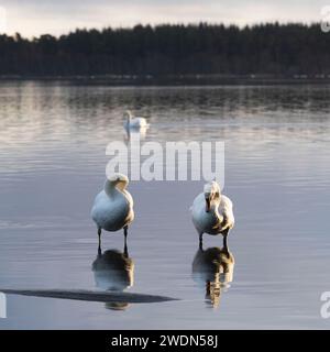 A Pair of Mute Swans (Cygnus Olor) Standing on a Submerged Log Preening in Winter at the Loch of Skene Stock Photo