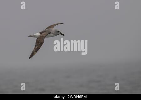 Gray-Headed Albatross, grey, headed, albatross, Thalassarche Chrysostoma, gray-headed mollymawk, large, seabird, in flight over South Atlantic ocean Stock Photo