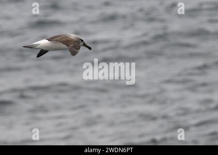 Gray-Headed Albatross, grey, headed, albatross, Thalassarche Chrysostoma, gray-headed mollymawk, large, seabird, in flight over South Atlantic ocean Stock Photo