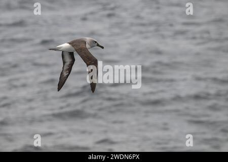 Gray-Headed Albatross, grey, headed, albatross, Thalassarche Chrysostoma, gray-headed mollymawk, large, seabird, in flight over South Atlantic ocean Stock Photo