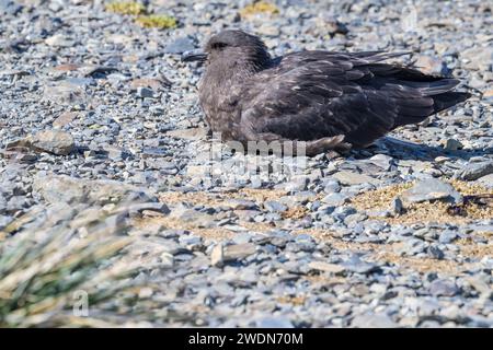 Antarctic Brown Skua, brown skua, Stercorarius antarcticus, on rocky beach, Rosita Harbor, SGI Stock Photo