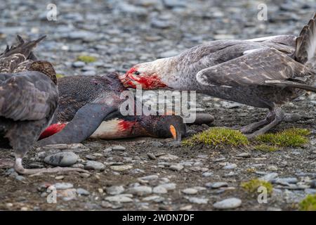 Predator Southern Giant Petrels, Macronectes giganteus,brown Skua, Stercorarius antarcticus, attack, kill, and eat king penguin, Salisbury Plain, SGI Stock Photo