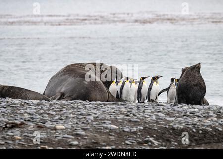 Antarctic Fur Seal, Arctocephalus gazella, and Southern Elephant Seal, Mirounga leonine at Salisbury Plain SGI, King Penguins walking by in Background Stock Photo