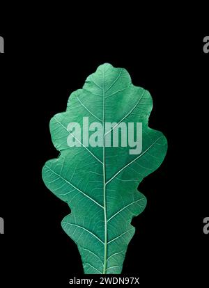 Green leaf with dark shadow on black background Stock Photo