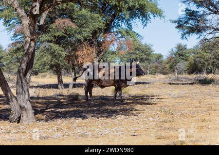 village cattle resting in the bush in the shed ,african bushveld Stock Photo