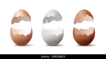 realistic vector icon illustration. Set of brocken eggs in white, light brown and brown color. Stock Vector