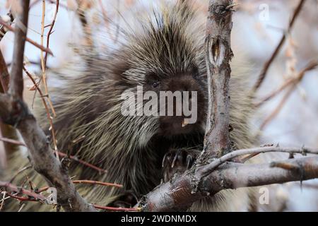 Porcupine in a tree Stock Photo