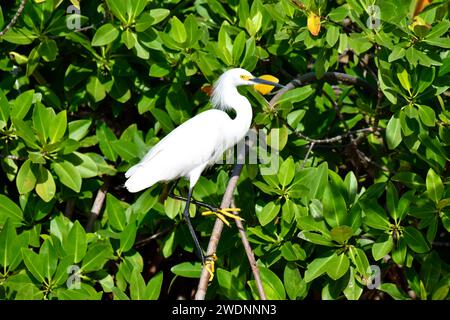 A lone Snowy egret (Egretta thula) perched in a bush  in the mangroves of San Pedro, Ambergris Caye, Belize. Stock Photo