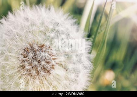 Closeup on dandelion highlighted by sun, blurred background. Stock Photo