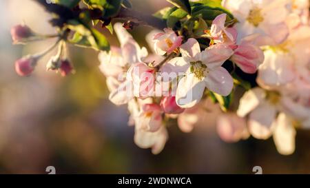 The picture of Apple blossoms, a spring theme, there is a free space for text. Stock Photo