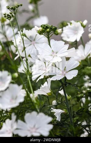 White Musk Mallow (Malva Moschata f. Alba) in full bloom in an Lithuania garden border in summer. Stock Photo