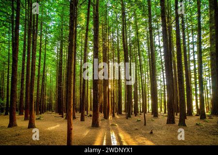 Atmospheric magic in the Redwoods forest in Rotorua Stock Photo
