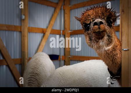 An Alpaca appears to play peekaboo in a stable near Manitowoc, Wisconsin. Stock Photo