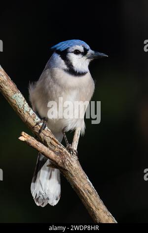 A blue jay perched on branch Stock Photo