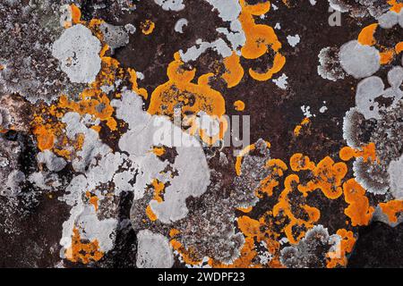 Background of growing orange and white lichen spreading on rough texture of brown rock. Stock Photo