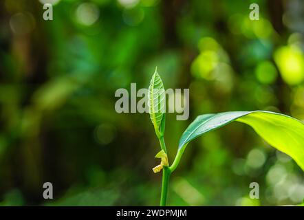 Jackfruit Leaf Close Up View (Leafy Background) Stock Photo