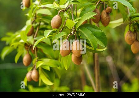 Sapodilla fruits and leaves hanging on it's tree Stock Photo