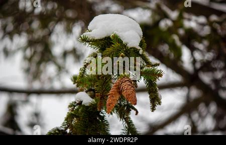 Fir branch with cones covered with snow with bokeh in the background Stock Photo