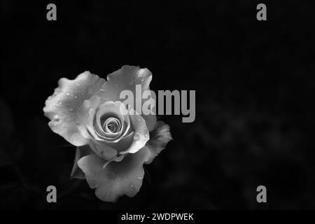 a dew in the  fresh rose flower in black and white color Stock Photo