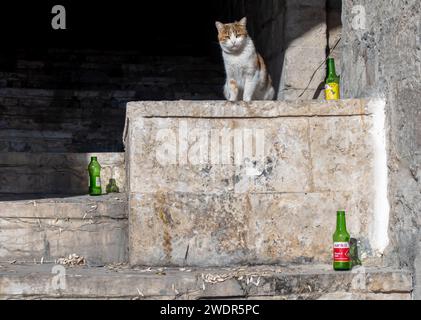 Street cat and empty bottles, steps in Mardin Turkey Stock Photo