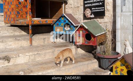 a cat shelter for stray cats in Mardin kept by Melek Karahan a local feral animals enthusiast. Cat houses in Mardin Turkey Stock Photo