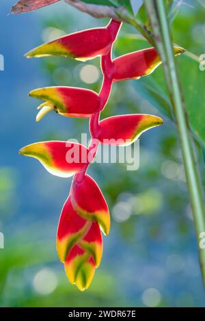 Central America, Costa Rica, Osa Peninsula,Heliconia rostrata, Hanging Lobster Claw, Stock Photo