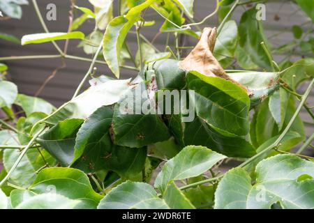 Red ants is making nest on bush. or vine. Green natural background Stock Photo
