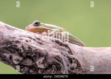 White Tree Frog, Litoria Caerulea, perched on a branch, against a soft green background. Room for copy. Stock Photo